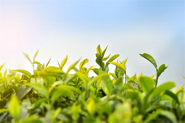 Mealybugs in the Garden: Natural Control Tips That Work